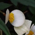 Begonia dregei Flower