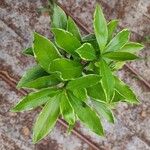 Daphne odora Leaf