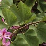 Bauhinia purpurea Feuille