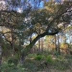 Quercus virginiana Habitatea