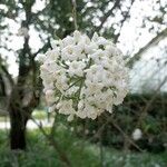 Viburnum macrocephalum Květ