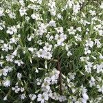 Cerastium tomentosum Цветок