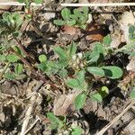 Trifolium scabrum Elinympäristö