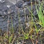 Juncus triglumis Costuma