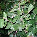 Cotoneaster acutifolius Foglia