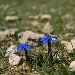 Gentiana sierrae Flower