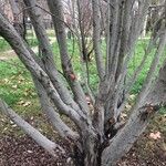 Salix salviifolia Corteccia