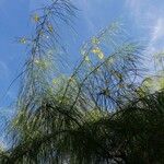 Parkinsonia aculeataFiore