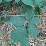 Rubus questieri Blad