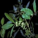 Schinus terebinthifolius Květ