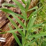 Polygonatum verticillatum Staniste