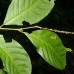 Coccoloba acuminata পাতা