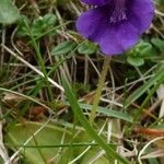 Pinguicula grandiflora Агульны выгляд