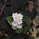 Spiraea chamaedryfolia Flor