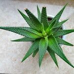 Gasteria carinata Habit