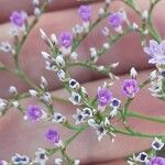 Limonium bellidifolium Kvet