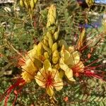 Caesalpinia gilliesii Λουλούδι