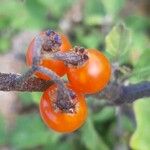 Solanum villosum Mill.Fruit