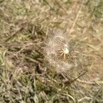 Taraxacum palustre Frukt