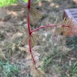 Myriophyllum spicatum Lehti