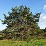 Pinus sylvestris Hábito