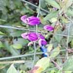 Brillantaisia lamium Other