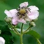Rubus caesius Kvet