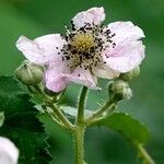 Rubus caesius Virág