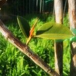 Ficus elastica Fulla