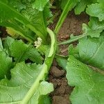 Brassica juncea बार्क (छाल)