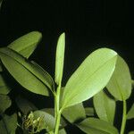 Humiria balsamifera Hoja