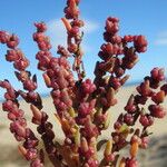 Suaeda maritima Fula