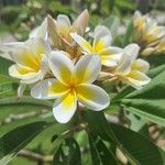 Plumeria rubra Λουλούδι