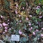 Cyclamen hederifolium Habitat