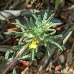 Ajuga chamaepitys Flor