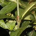 Psychotria psychotriifolia Folio