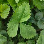 Fragaria viridisLeaf