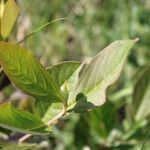Aronia × prunifolia 叶