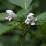 Galeopsis tetrahit Blomst