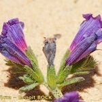 Echium tuberculatum 花