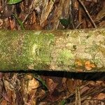 Pradosia ptychandra Bark
