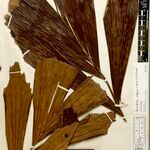 Iriartella setigera Leaf