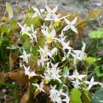 Epimedium stellulatum 花