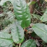 Xylopia rubescens Leaf