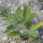 Verbena bracteata Muu