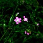 Gypsophila muralis Fula