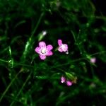 Gypsophila muralis Flower