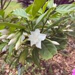 Tabernaemontana divaricata Flower