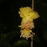 Fairchildia panamensis Blüte