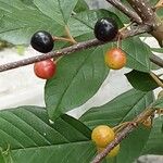 Frangula alnus Fruit